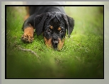 Rottweiler, Pies, Szczeniak, Trawa